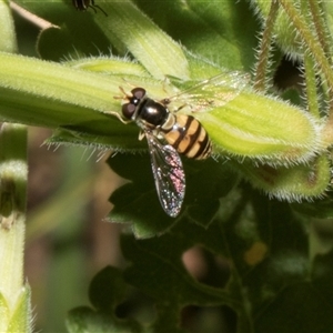 Simosyrphus grandicornis at Nicholls, ACT - 1 Nov 2024 09:20 AM