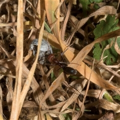 Iridomyrmex purpureus at Nicholls, ACT - 1 Nov 2024