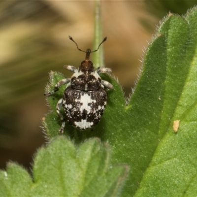 Mogulones geographicus (Paterson's Curse root weevil) at Nicholls, ACT - 31 Oct 2024 by AlisonMilton