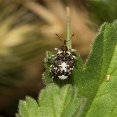 Mogulones geographicus at Nicholls, ACT - 1 Nov 2024