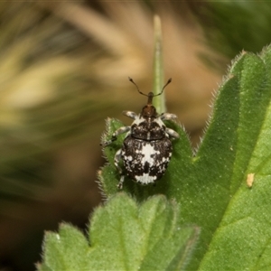 Mogulones geographicus at Nicholls, ACT - 1 Nov 2024