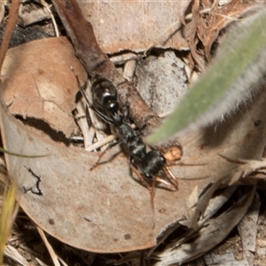 Myrmecia sp., pilosula-group at Nicholls, ACT - 1 Nov 2024 09:51 AM