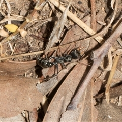 Myrmecia sp., pilosula-group at Nicholls, ACT - 1 Nov 2024 09:51 AM