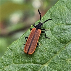 Porrostoma rhipidium (Long-nosed Lycid (Net-winged) beetle) at Monga, NSW - 3 Nov 2024 by MatthewFrawley