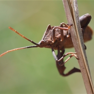 Amorbus sp. (genus) at Hughes, ACT - 3 Nov 2024 02:26 PM