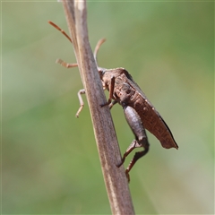 Amorbus sp. (genus) at Hughes, ACT - 3 Nov 2024