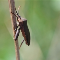 Amorbus sp. (genus) at Hughes, ACT - 3 Nov 2024 02:26 PM