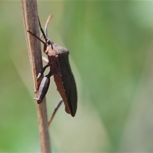 Amorbus sp. (genus) at Hughes, ACT - 3 Nov 2024 02:26 PM