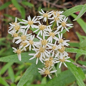 Olearia lirata at Monga, NSW - 3 Nov 2024 02:04 PM