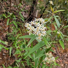 Olearia lirata at Monga, NSW - 3 Nov 2024 02:04 PM