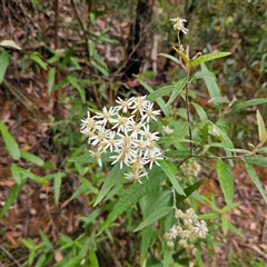 Olearia lirata at Monga, NSW - 3 Nov 2024 02:04 PM