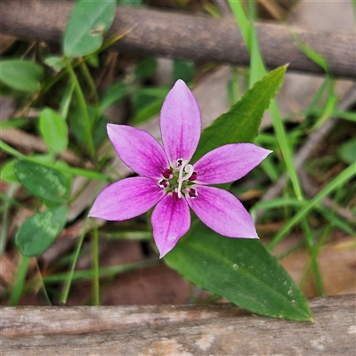 Schelhammera undulata (Lilac Lily) at Monga, NSW - 3 Nov 2024 by MatthewFrawley