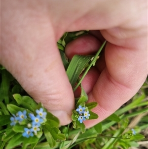 Myosotis laxa subsp. caespitosa at Bungendore, NSW - suppressed