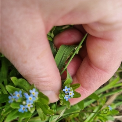 Myosotis laxa subsp. caespitosa (Water Forget-me-not) at Bungendore, NSW - 2 Nov 2024 by clarehoneydove