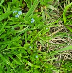 Myosotis laxa subsp. caespitosa at Bungendore, NSW - suppressed