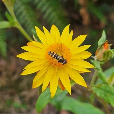 Xerochrysum bracteatum (Golden Everlasting) at Monga, NSW - 3 Nov 2024 by MatthewFrawley