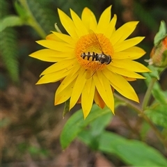 Xerochrysum bracteatum at Monga, NSW - 3 Nov 2024