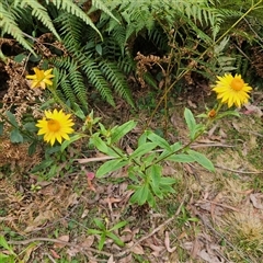 Xerochrysum bracteatum at Monga, NSW - 3 Nov 2024