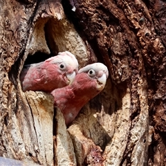 Eolophus roseicapilla (Galah) at Hughes, ACT - 3 Nov 2024 by LisaH