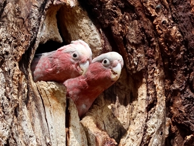 Eolophus roseicapilla (Galah) at Hughes, ACT - 2 Nov 2024 by LisaH