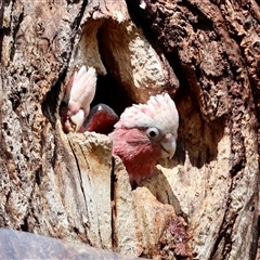 Eolophus roseicapilla at Hughes, ACT - 3 Nov 2024 10:38 AM