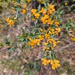 Podolobium ilicifolium (prickly shaggy-pea) at Monga, NSW - 3 Nov 2024 by MatthewFrawley