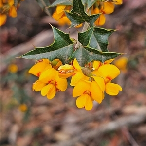 Podolobium ilicifolium at Monga, NSW - 3 Nov 2024