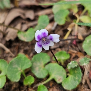 Viola hederacea at Monga, NSW - 3 Nov 2024 01:58 PM