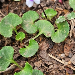 Viola hederacea at Monga, NSW - 3 Nov 2024 01:58 PM