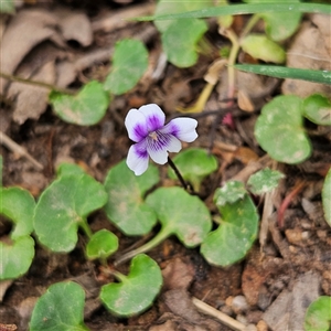 Viola hederacea at Monga, NSW - 3 Nov 2024 01:58 PM