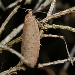 Chezala privatella (A Concealer moth) at Freshwater Creek, VIC - 20 Sep 2020 by WendyEM