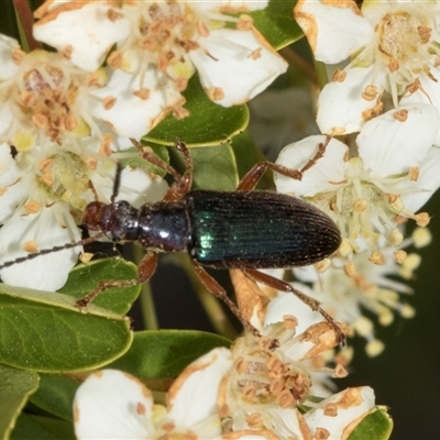 Lepturidea punctulaticollis (Red-legged comb-clawed beetle) at Nicholls, ACT - 1 Nov 2024 by AlisonMilton