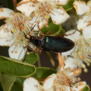 Lepturidea punctulaticollis at Nicholls, ACT - 1 Nov 2024 12:23 PM