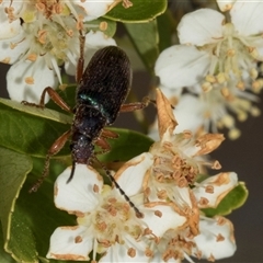 Lepturidea punctulaticollis at Nicholls, ACT - 1 Nov 2024 12:23 PM