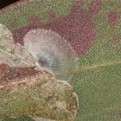 Glycaspis sp. (genus) at Nicholls, ACT - 1 Nov 2024 by AlisonMilton