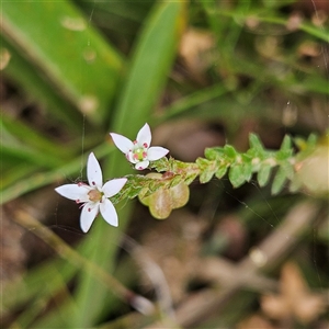 Rhytidosporum procumbens at Monga, NSW - 3 Nov 2024