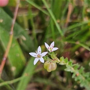 Rhytidosporum procumbens at Monga, NSW - 3 Nov 2024