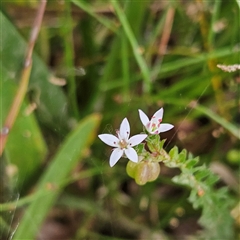 Rhytidosporum procumbens at Monga, NSW - 3 Nov 2024