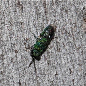 Chrysididae (family) at Nicholls, ACT - 1 Nov 2024 10:27 AM