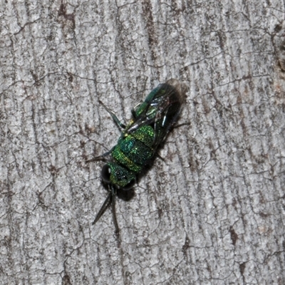 Chrysididae (family) (Cuckoo wasp or Emerald wasp) at Nicholls, ACT - 1 Nov 2024 by AlisonMilton