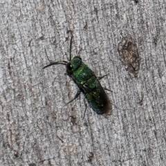 Chrysididae (family) at Nicholls, ACT - 1 Nov 2024