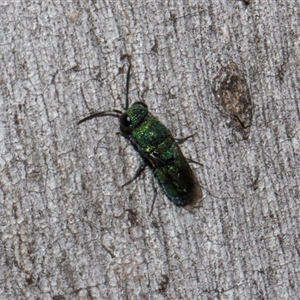 Chrysididae (family) at Nicholls, ACT - 1 Nov 2024 10:27 AM