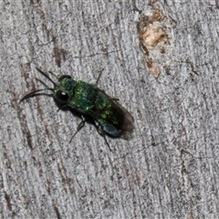 Chrysididae (family) at Nicholls, ACT - 1 Nov 2024 10:27 AM