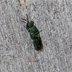 Chrysididae (family) at Nicholls, ACT - 1 Nov 2024 10:27 AM