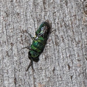 Chrysididae (family) at Nicholls, ACT - 1 Nov 2024 10:27 AM