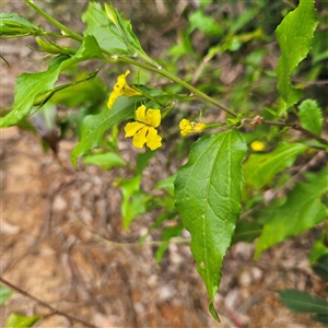 Goodenia ovata at Monga, NSW - 3 Nov 2024 02:12 PM