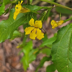 Goodenia ovata at Monga, NSW - 3 Nov 2024 02:12 PM