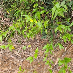 Goodenia ovata at Monga, NSW - 3 Nov 2024 02:12 PM