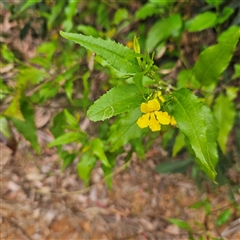 Goodenia ovata at Monga, NSW - 3 Nov 2024 02:12 PM