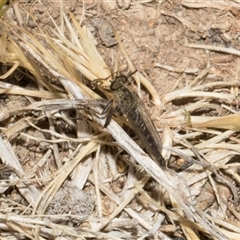 Cerdistus sp. (genus) (Slender Robber Fly) at Nicholls, ACT - 31 Oct 2024 by AlisonMilton